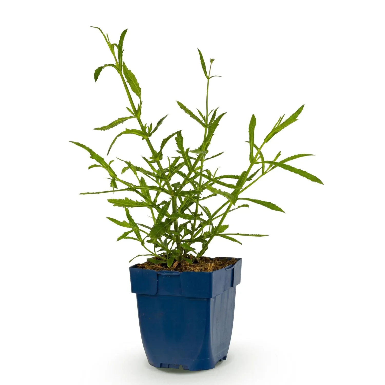 PLANT AND STORIES Verveine Lollipop vivace 1 plant pot 11 cm