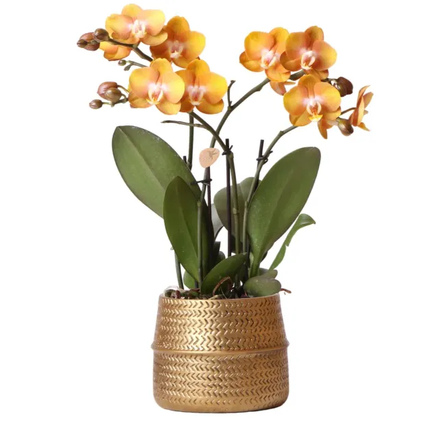 Plant and Stories Las Vegas orchidée orange cache-pot doré