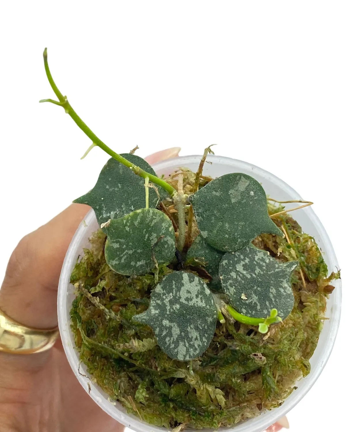 Plant and Stories Hoya Curtisii plante pot 6 cm marbré
