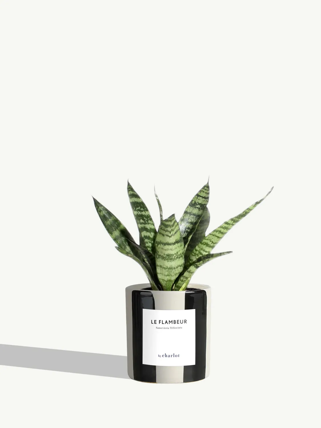 By Charlot Le Flambeur petite plante sansevieria XS