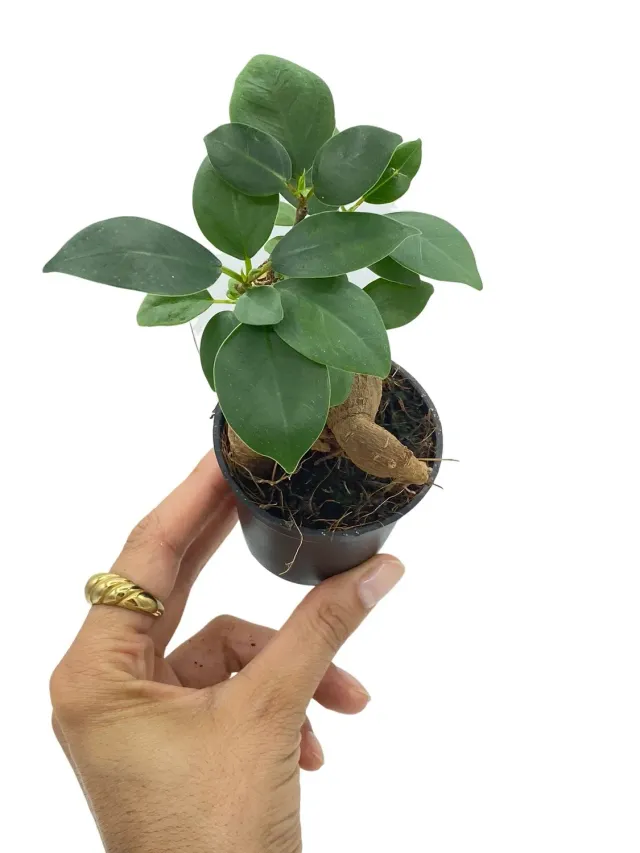Plant and Stories Ginseng ficus bonsaï 6 cm tronc sculptural