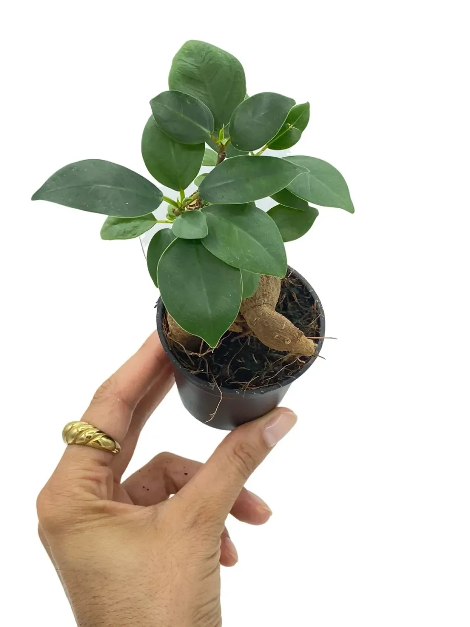 Plant and Stories Ginseng ficus bonsaï 6 cm tronc sculptural