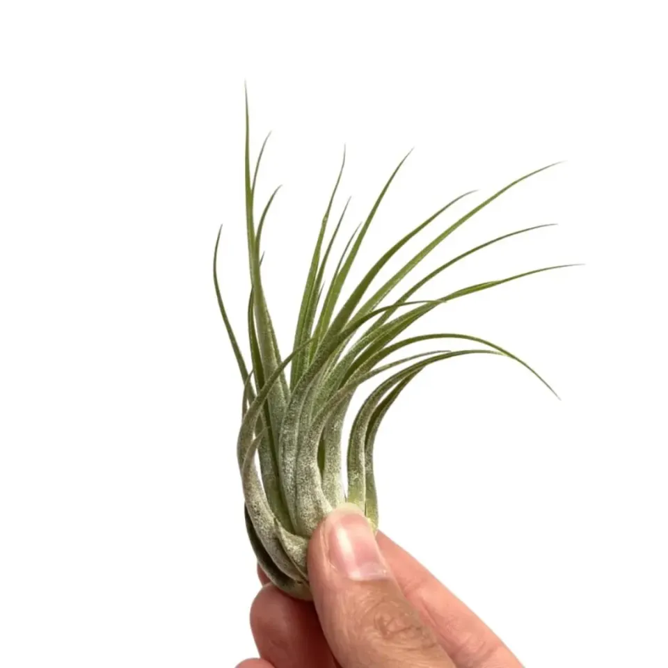 Airplantshop Ionantha Scaposa plante aérienne verte petite