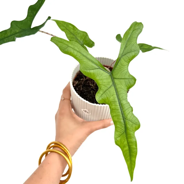 Plant and Stories Alocasia Sabrina plante intérieur pot 10 cm