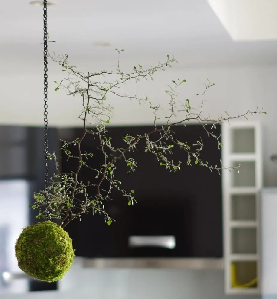 AQUAPHYTE Seiryu-en Ni kokedama corokia extérieur -7°C