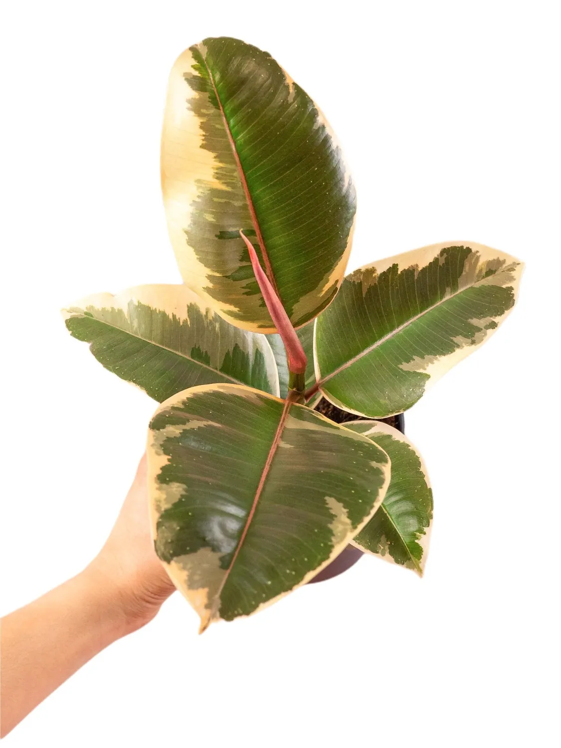 Plant and Stories Ficus Elastica Tineke plante pot 12 cm panaché