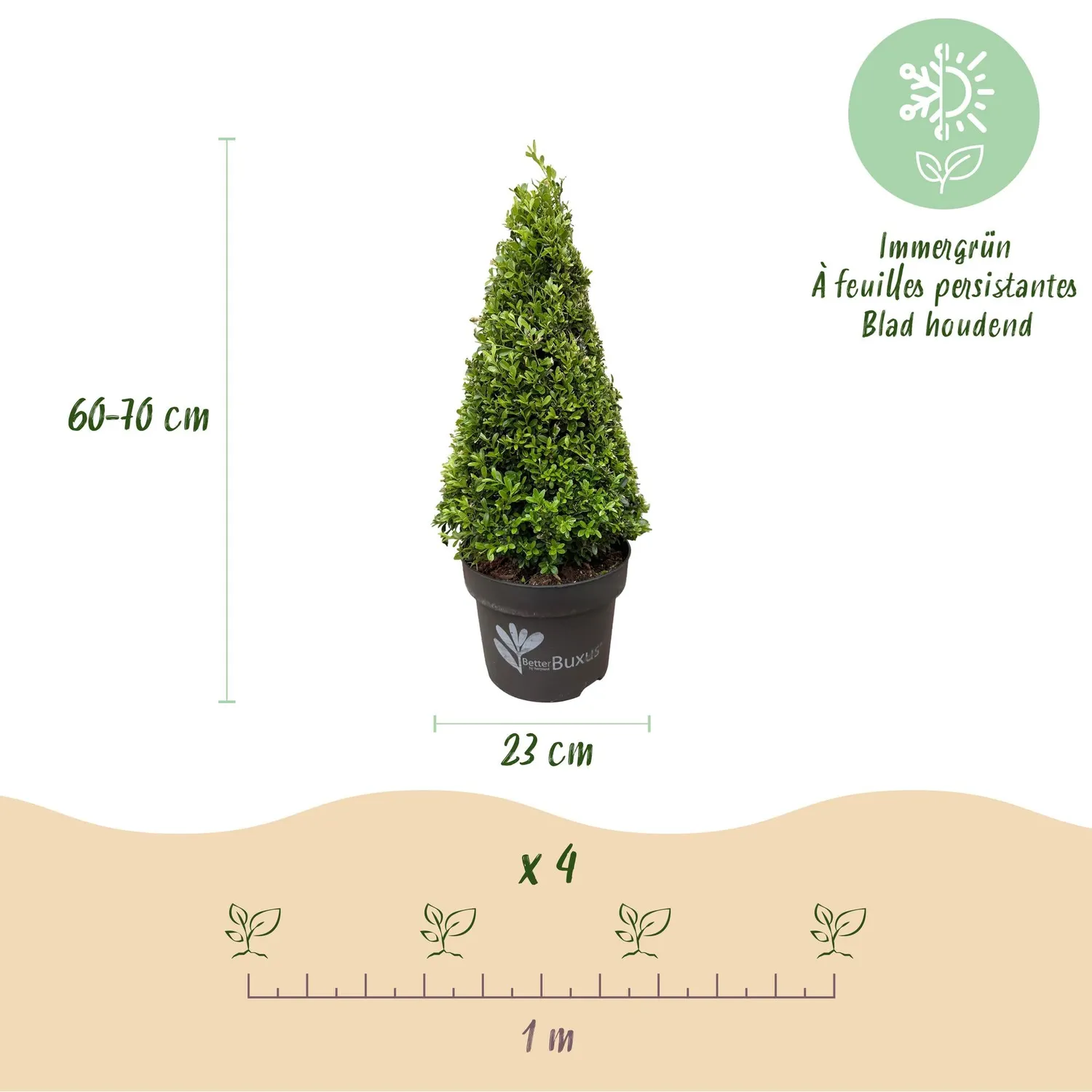 Plant and Stories BetterBuxus Skylight buis pyramide pot 23cm