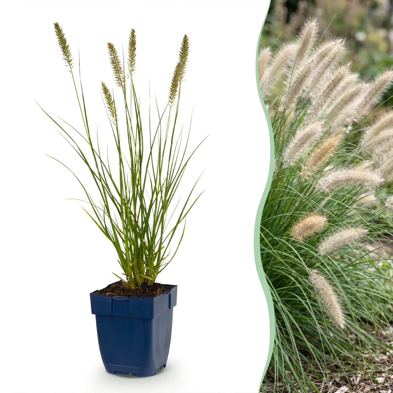 Plant and Stories Hameln graminée ornementale 1 plant pot 11 cm rustique