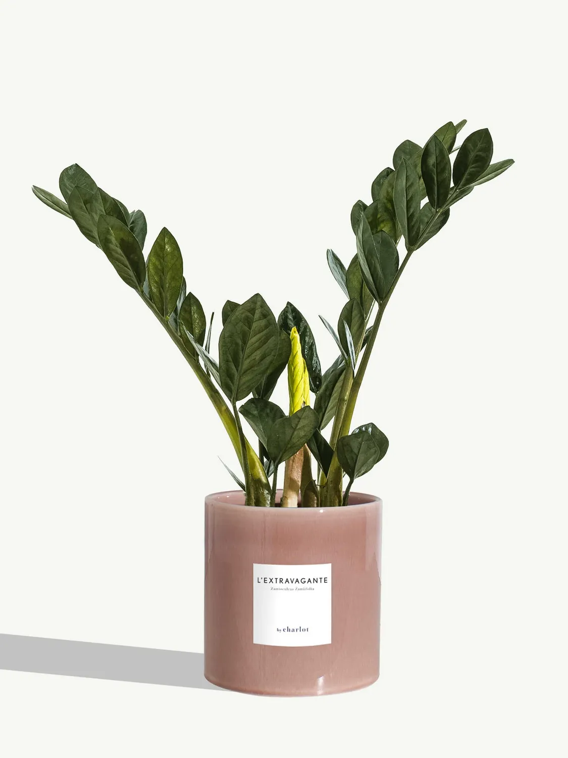 By Charlot L’Extravagante plante verte 50 cm pot 14 cm