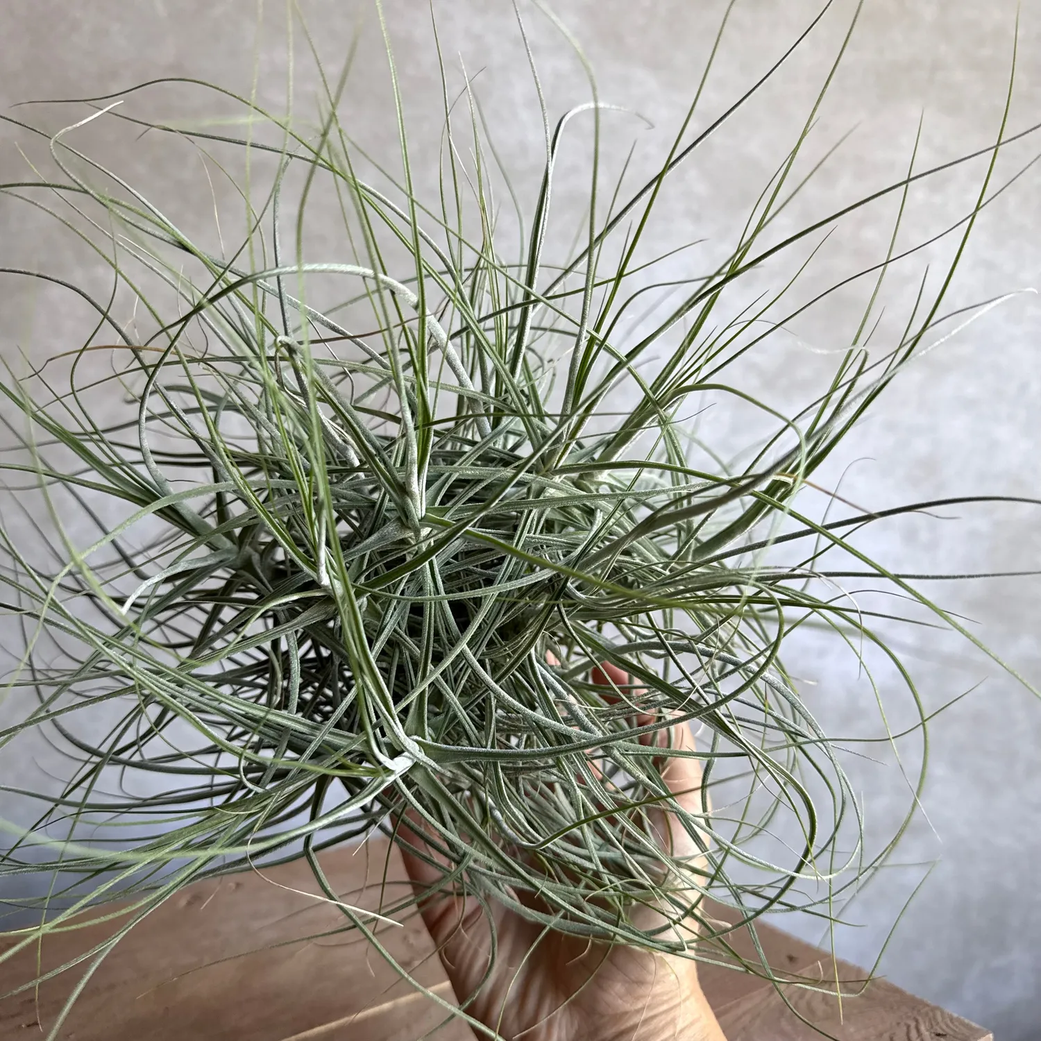 Airplantshop Schiedeana XXL tillandsia 20 cm désert