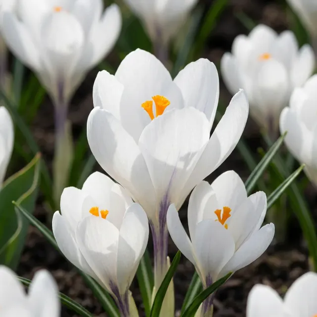 Plant and Stories Crocus bulbes blancs 60 bulbes calibre 7/8