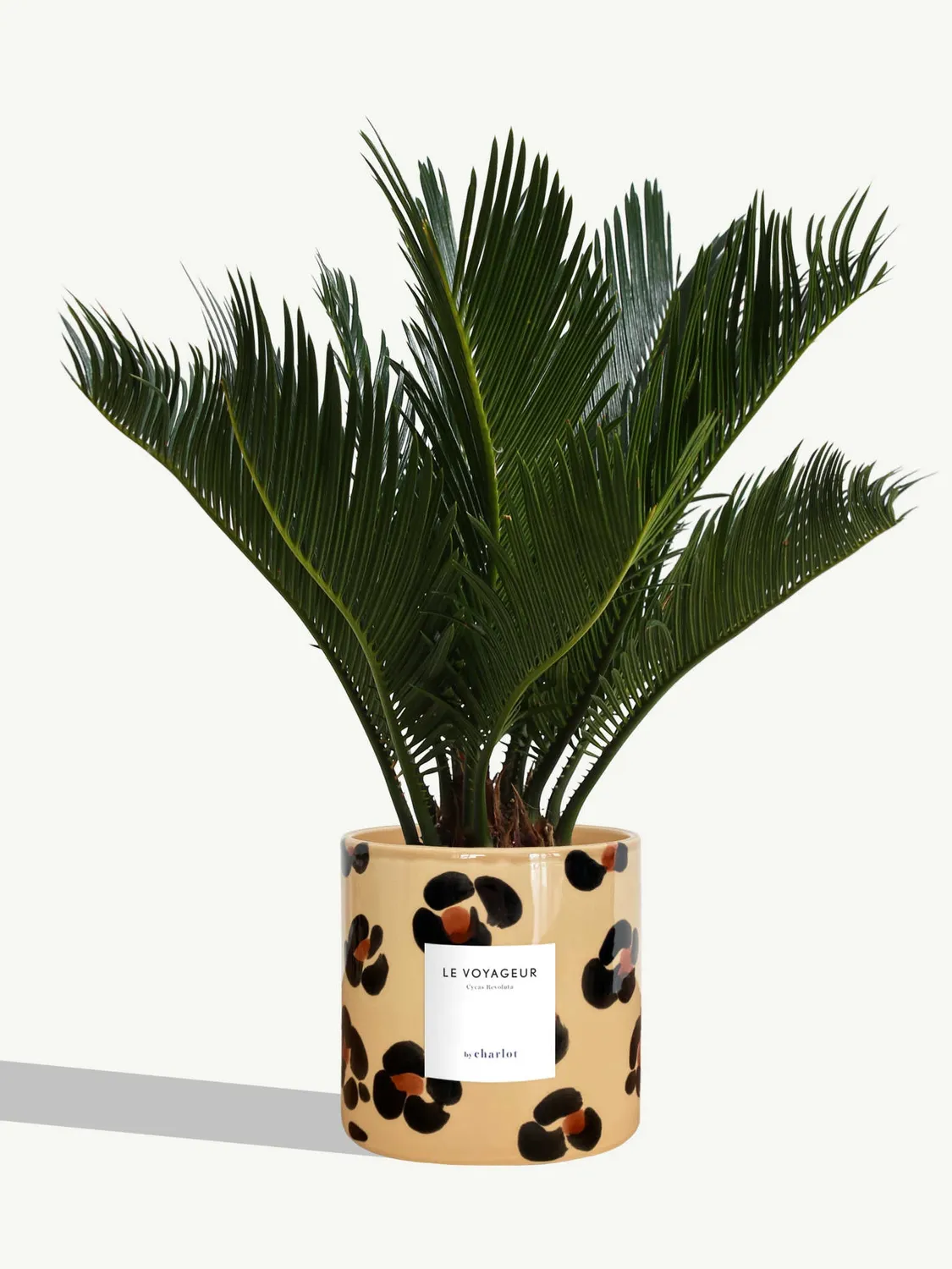 By Charlot Le Voyageur cycas plante pot 14 cm