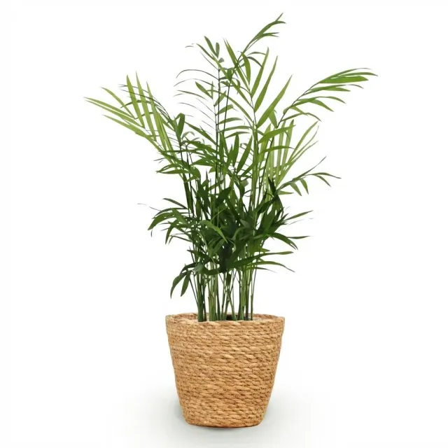 Plant and Stories Chamaedorea Elegans palmier 15 cm pet-friendly