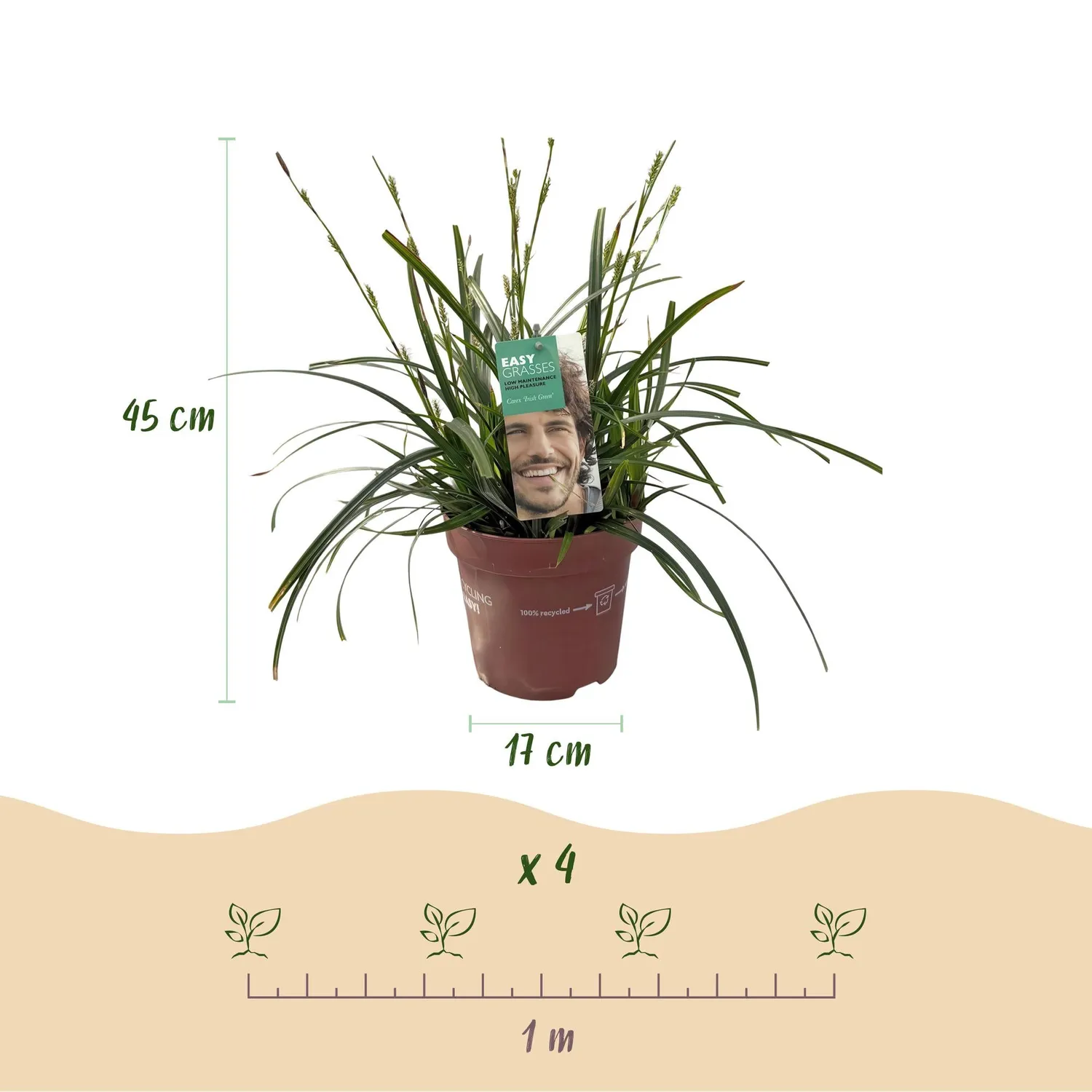 Plant and Stories Carex Intense Green laîche verte pot 17 cm