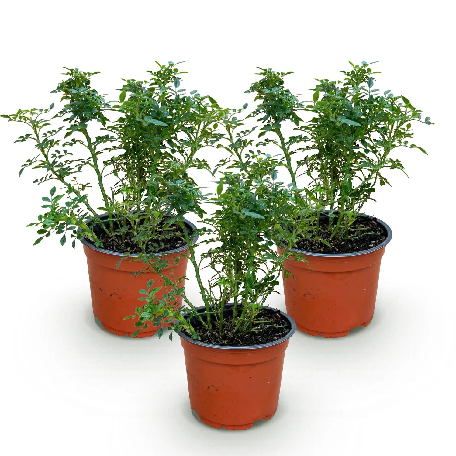 Plant and Stories Cutie Pie rosier buisson 1 plant pot 12 cm parfumé
