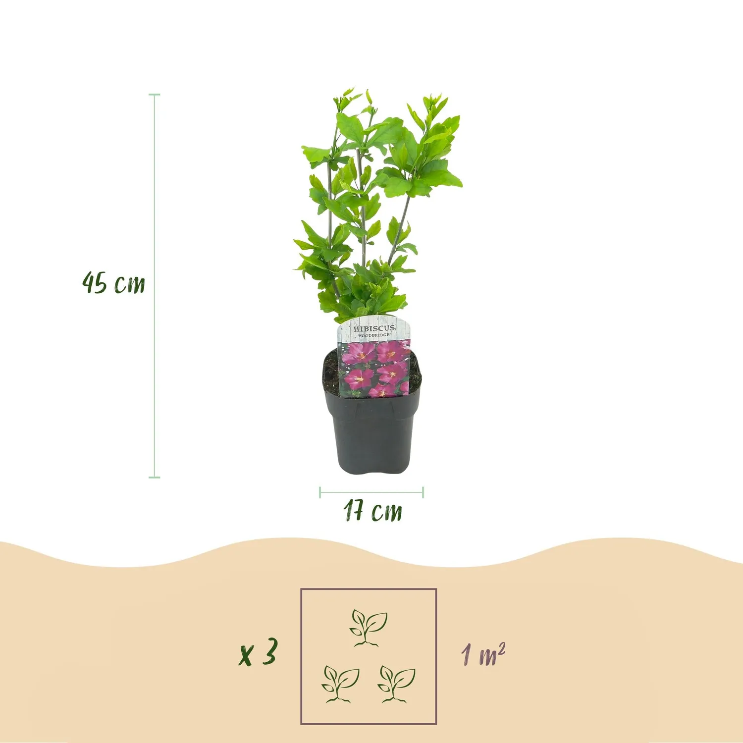 Plant and Stories Hibiscus Tricolour arbuste fleuri pot 17 cm lot 3