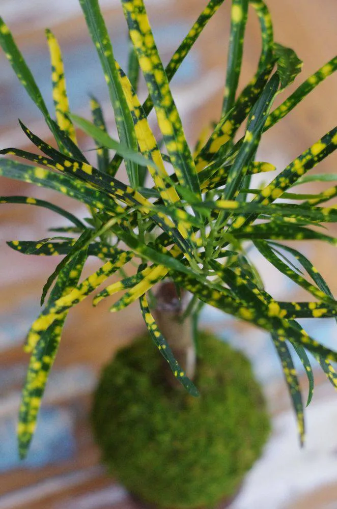 AQUAPHYTE Tongariro kokedama magnet croton coloré