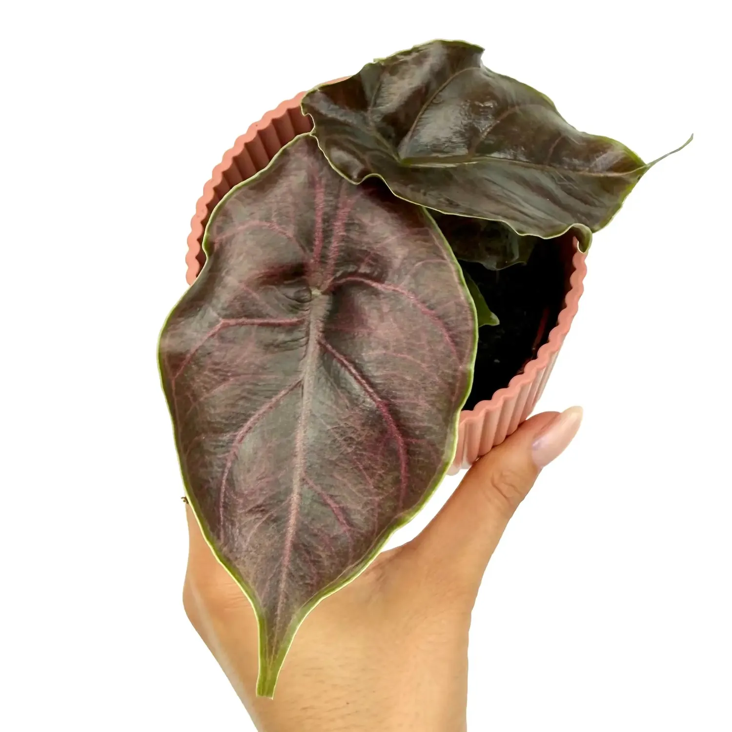 Plant and Stories Azlanii alocasia pot 6 cm