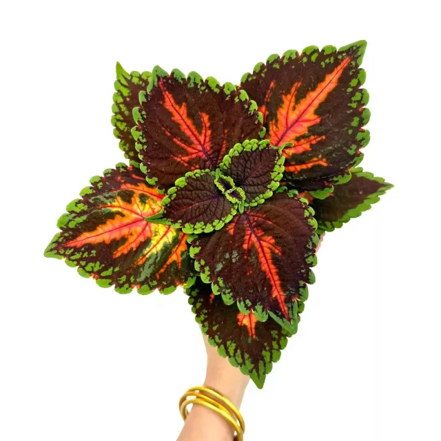 Plant and Stories Coleus Magnificent Mile plante d’intérieur pot 12 cm colorée