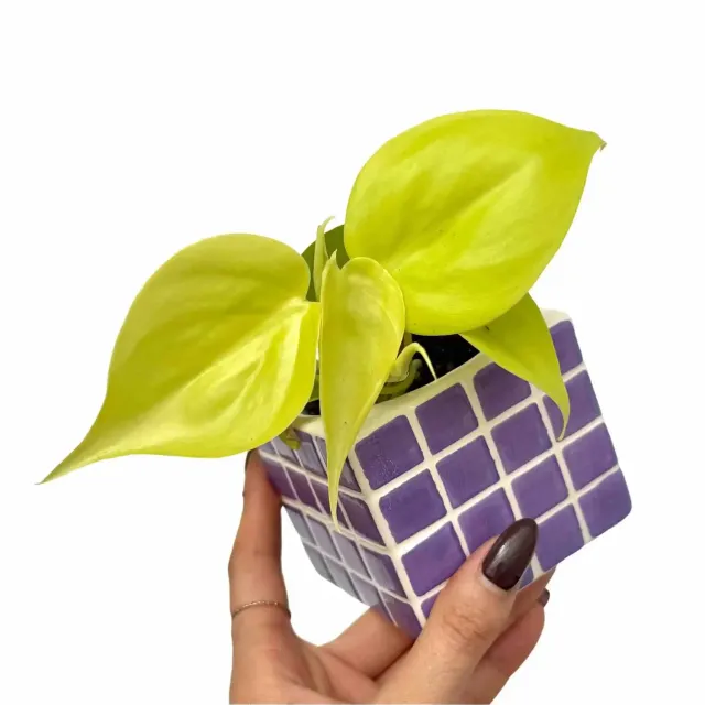 Plant and Stories Philodendron Scandens Lemon Lime pot 12 cm