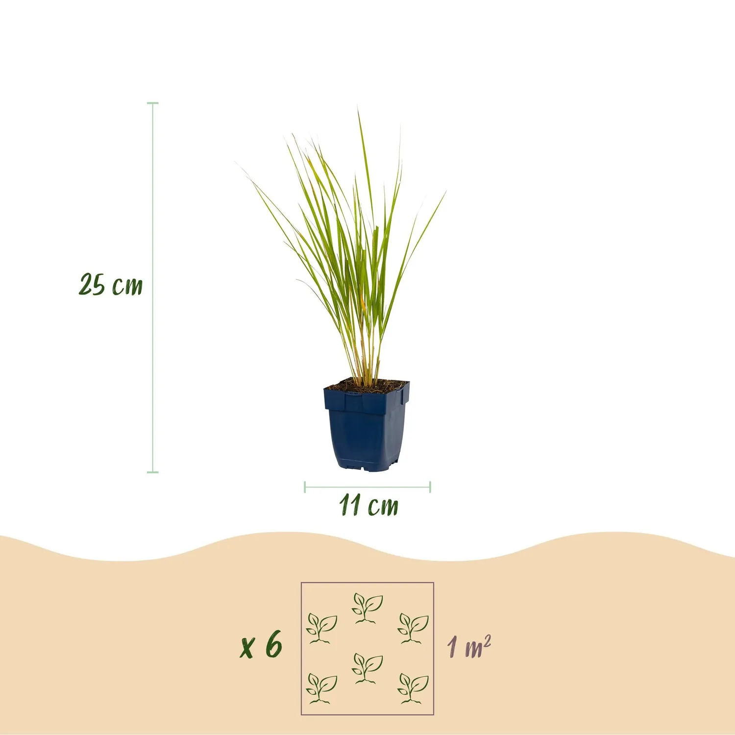 Plant and Stories Calamagrostis Karl Foerster graminée 1 plant dorée