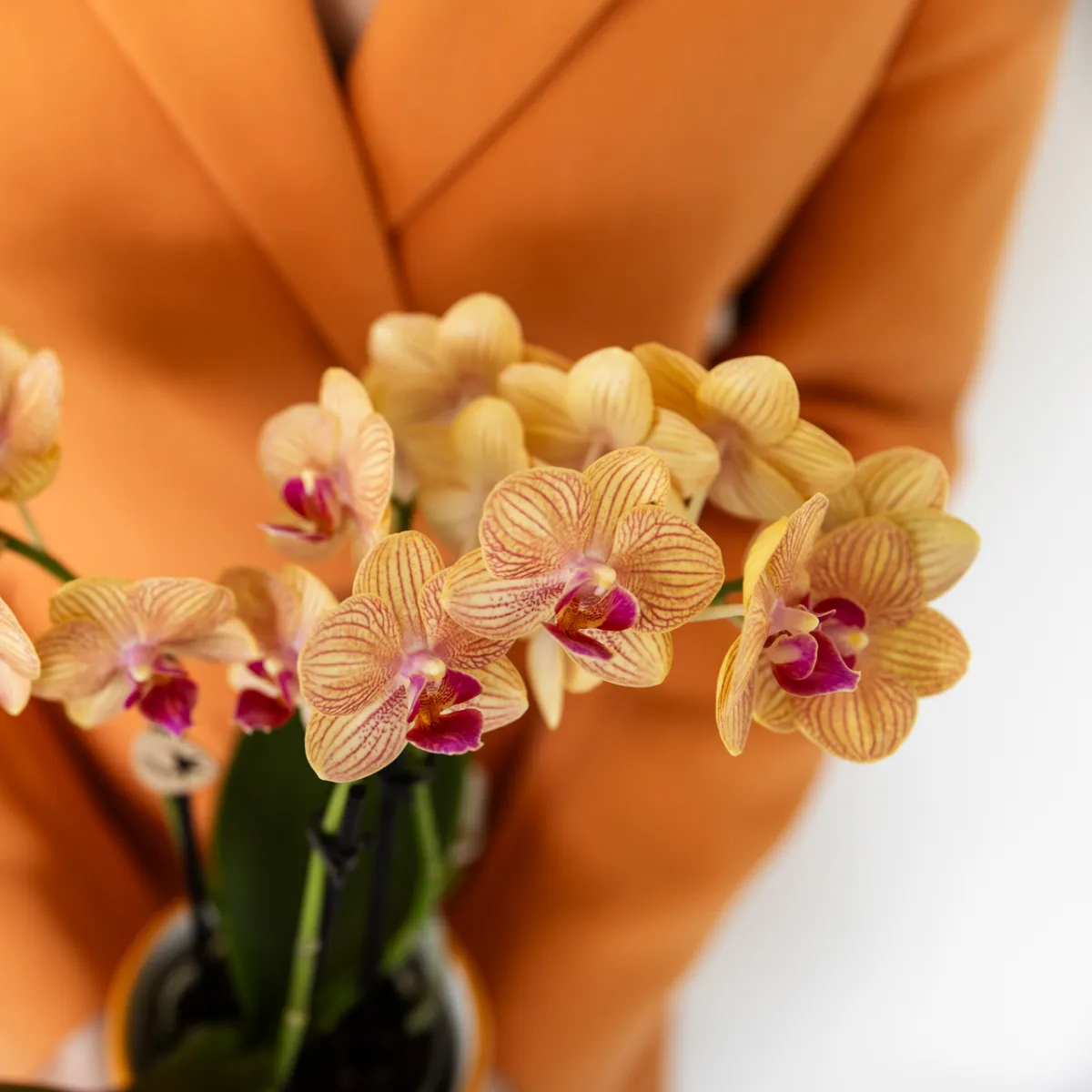 Plant and Stories Phalaenopsis Bolzano orchidée orange pot 9 cm
