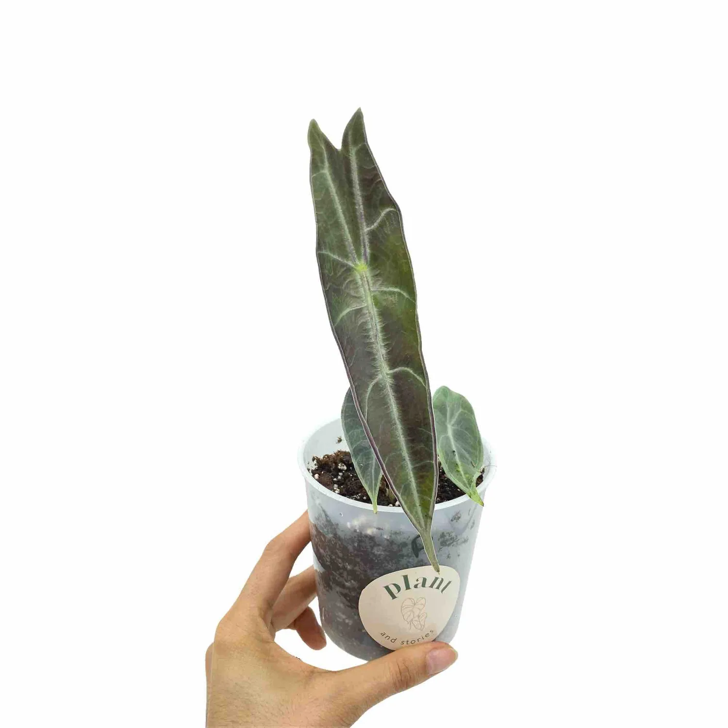 Plant and Stories Longiloba Purple alocasia pot 9cm violet