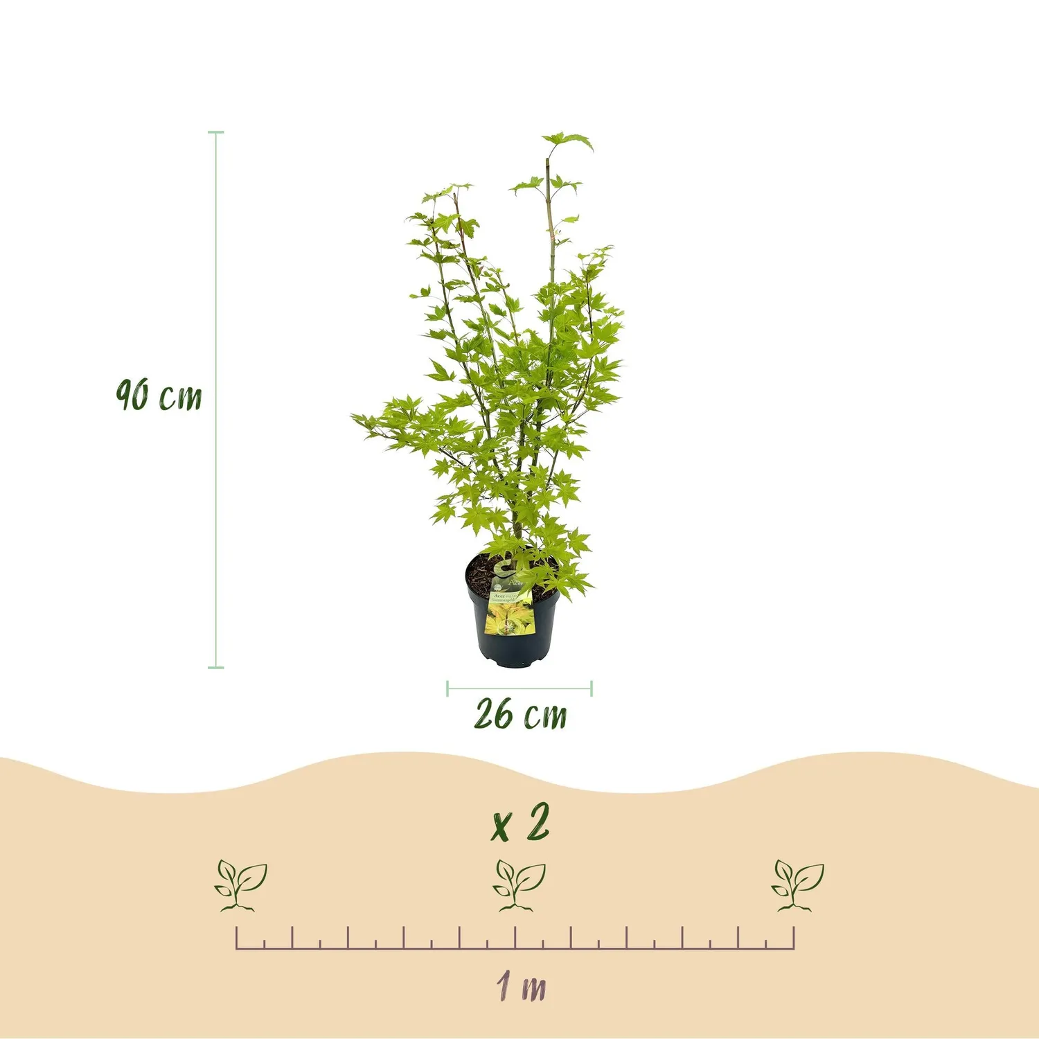 Plant and Stories Acer Summergold érable pot 26 cm 90 cm