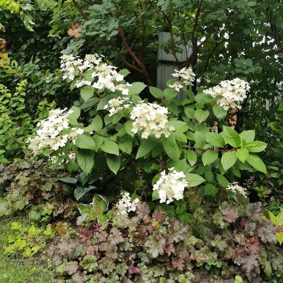 Plant and Stories Hortensia Wim's Red arbuste pot 17cm 1 plant