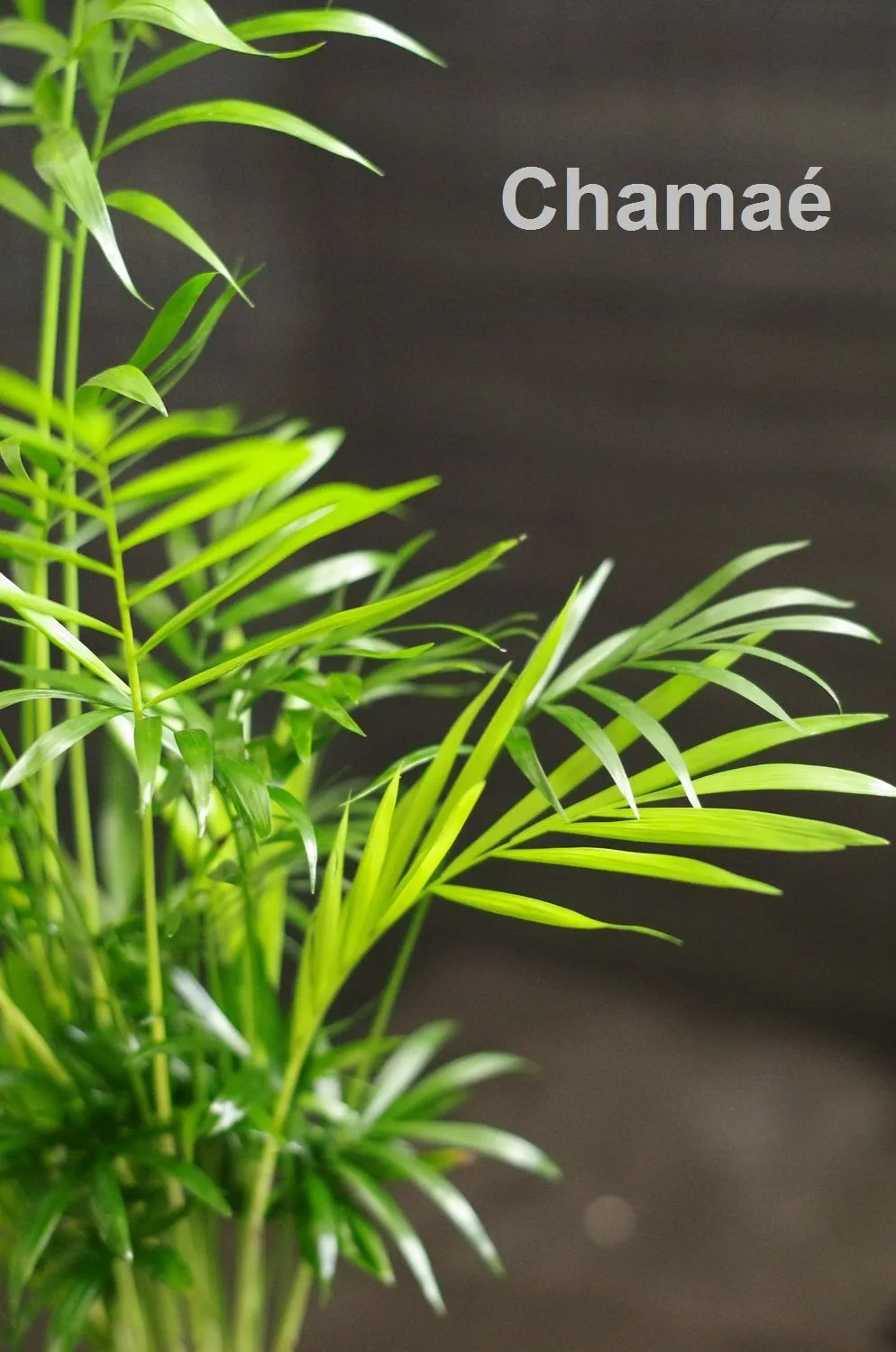 AQUAPHYTE Kit kokedama + plante à faire soi-même