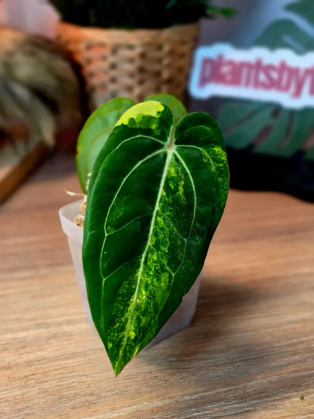 plant.ess SKG Silver x Crystallinum anthurium top cut 2 feuilles