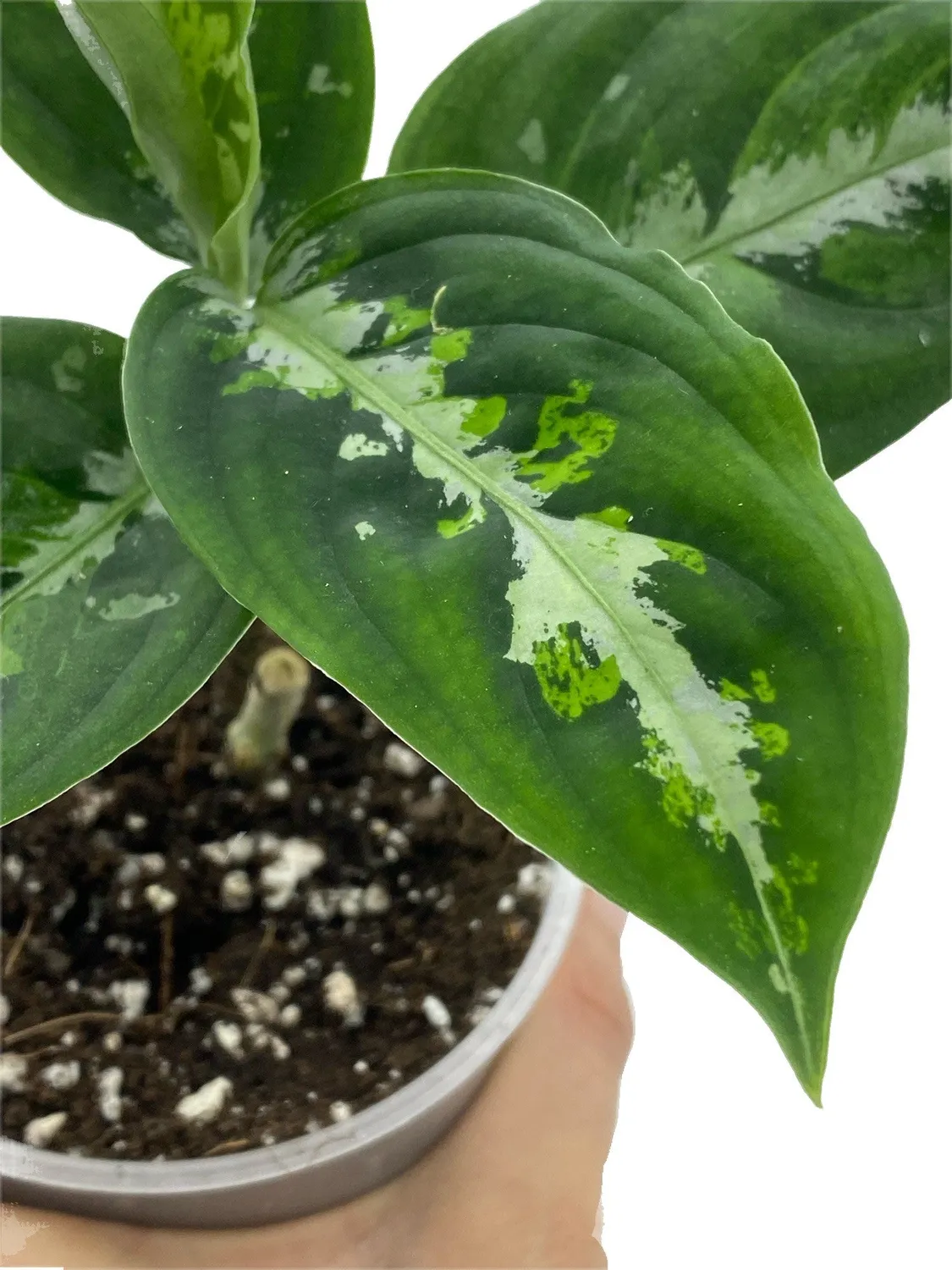 Plant and Stories Pictum Tricolor aglaonema pot 6 cm