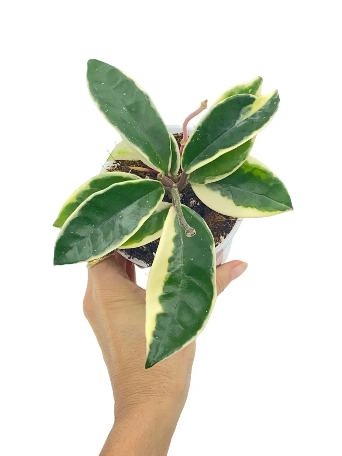 Plant and Stories Hoya Carnosa Krimson Queen plante panachée