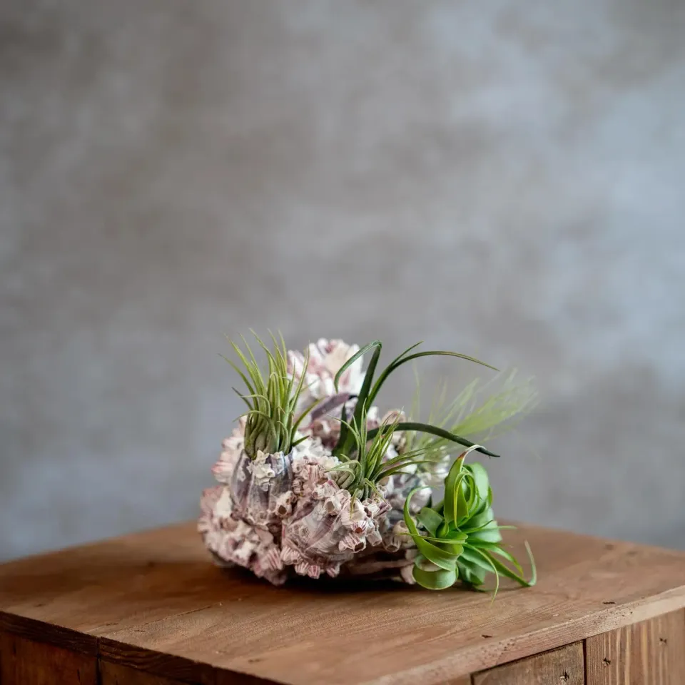 Airplantshop coquille bernache DIY 5 plantes aériennes