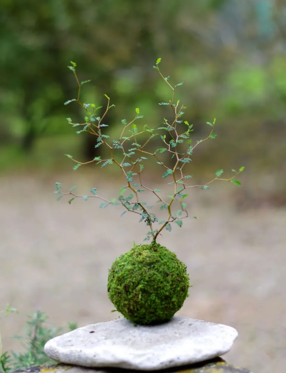 AQUAPHYTE Shosei-en Ichi kokedama sophora extérieur