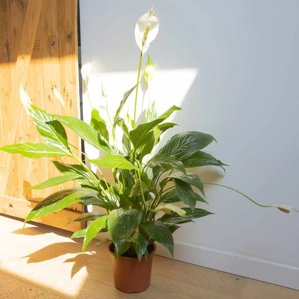 Réconciliation Végétale Jolene spathiphyllum fleur de lune plante verte