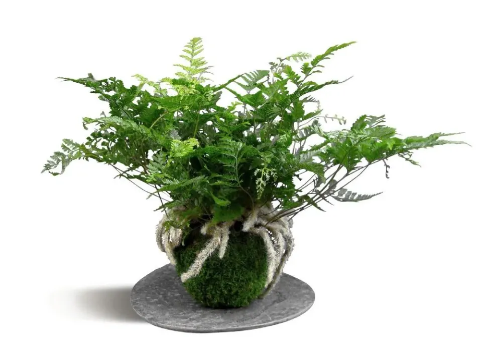 AQUAPHYTE Kinkaku-ji Ni kokedama davallia suspendu