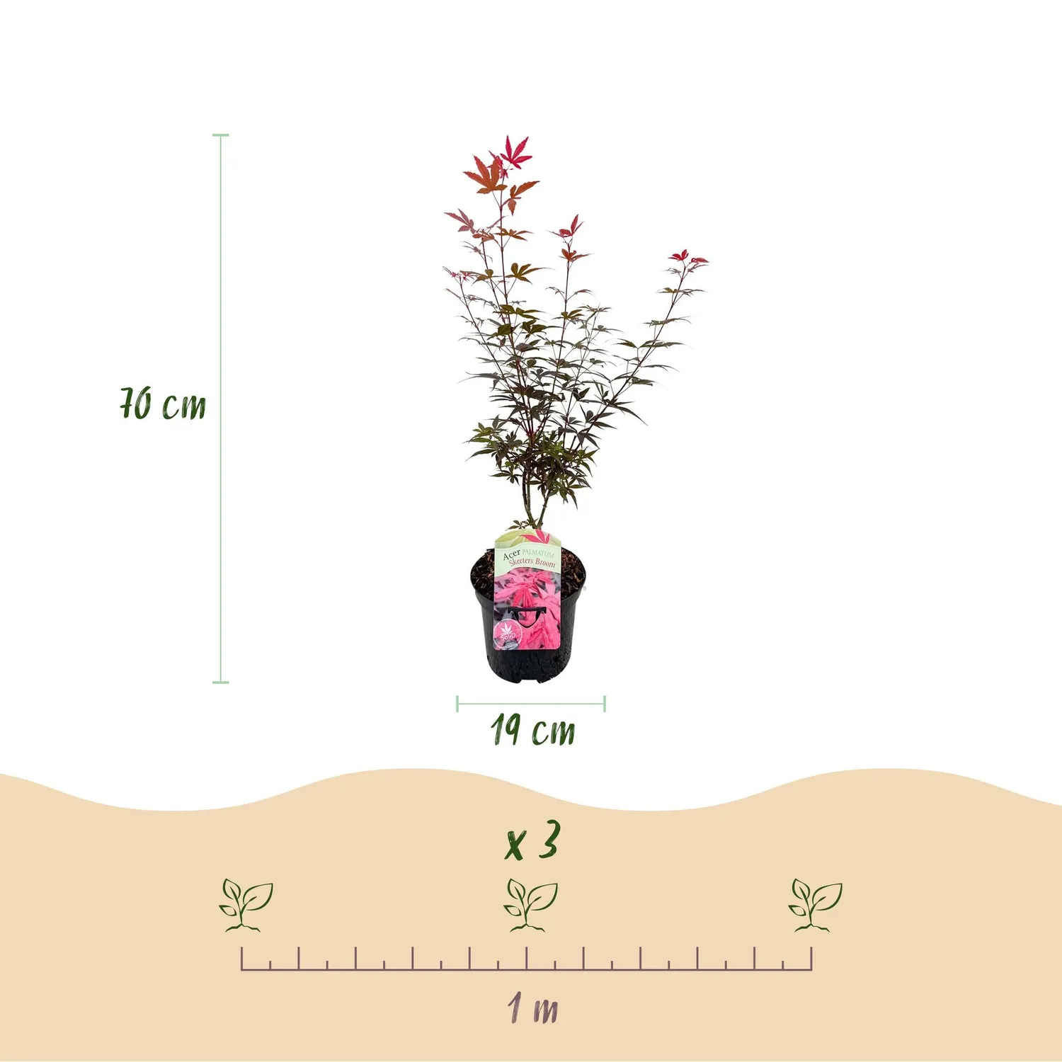 Plant and Stories Érable Skeeter's Broom arbuste pot 19 cm pourpre