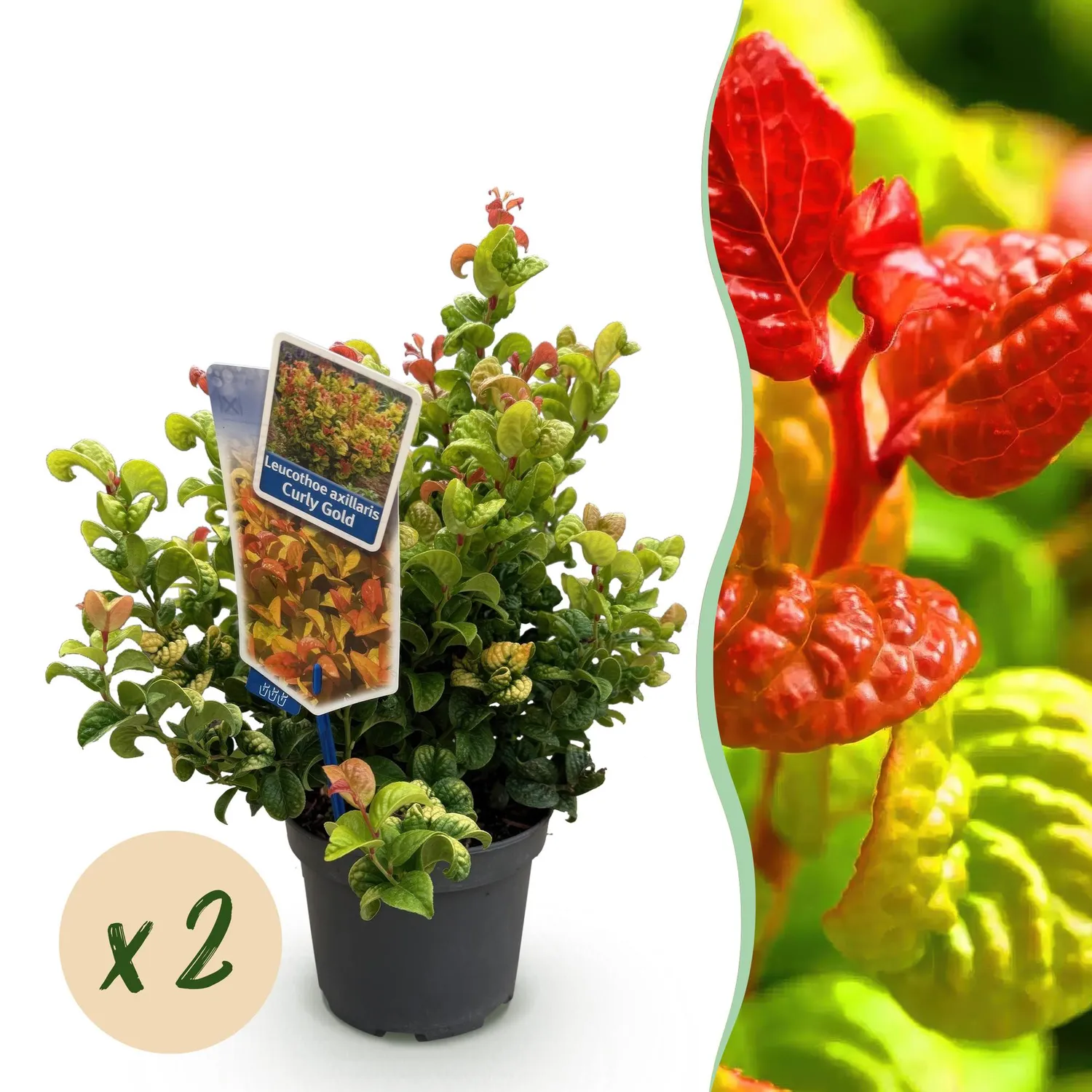Plant and Stories Leucothoé Curly Gold arbuste 1 plant persistant