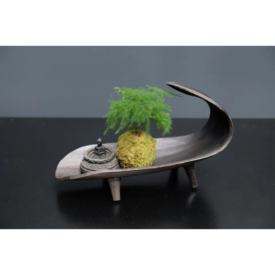 Oh My Green Aspargus Plumosus kokedama XS mi-ombre
