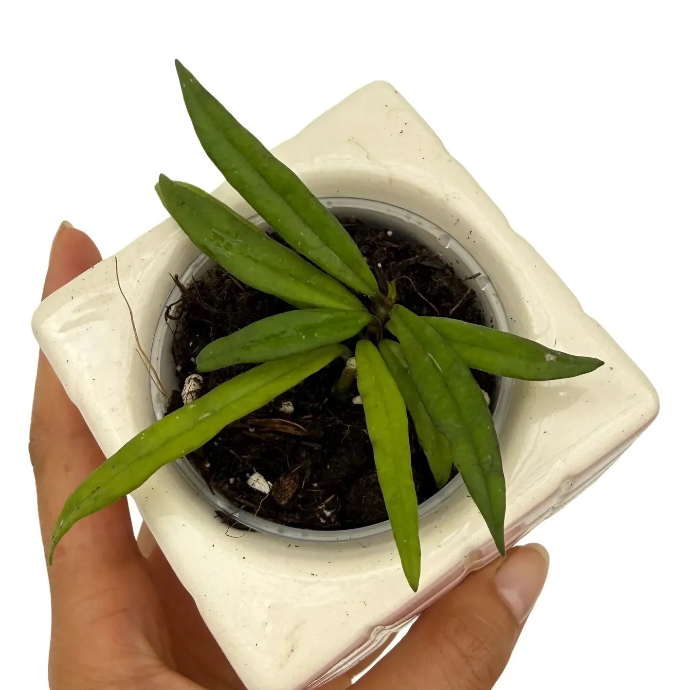 Plant and Stories Hoya Pauciflora plante intérieur pot 9 cm rare