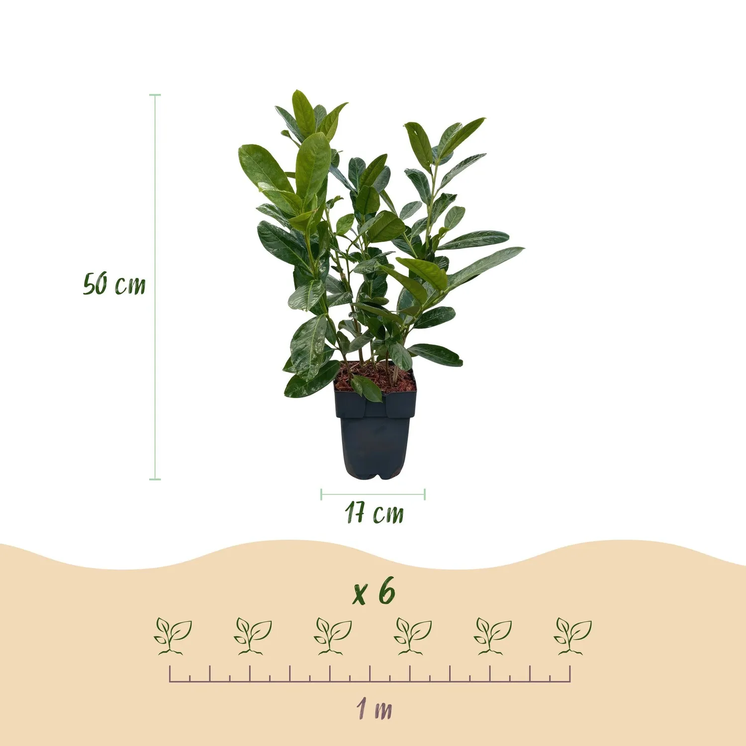 Plant and Stories Laurier-cerise Rotundifolia plante de haie lot 6 persistant