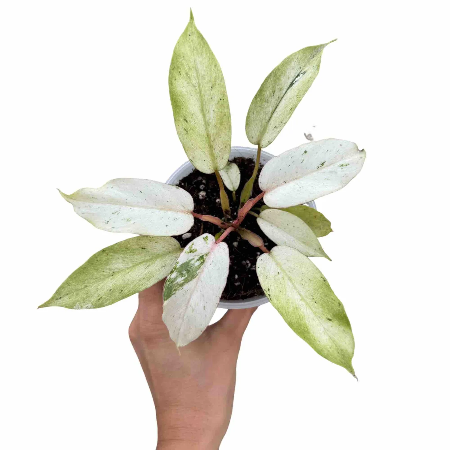 Plant and Stories Snowdrift philodendron plante pot 6 cm marbré