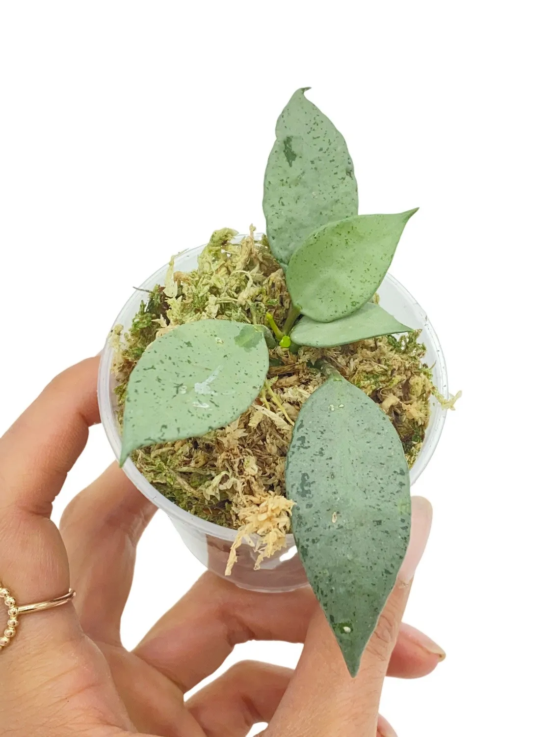 PLANT AND STORIES Hoya Lacunosa Mint plante intérieur pot 9 cm parfumée