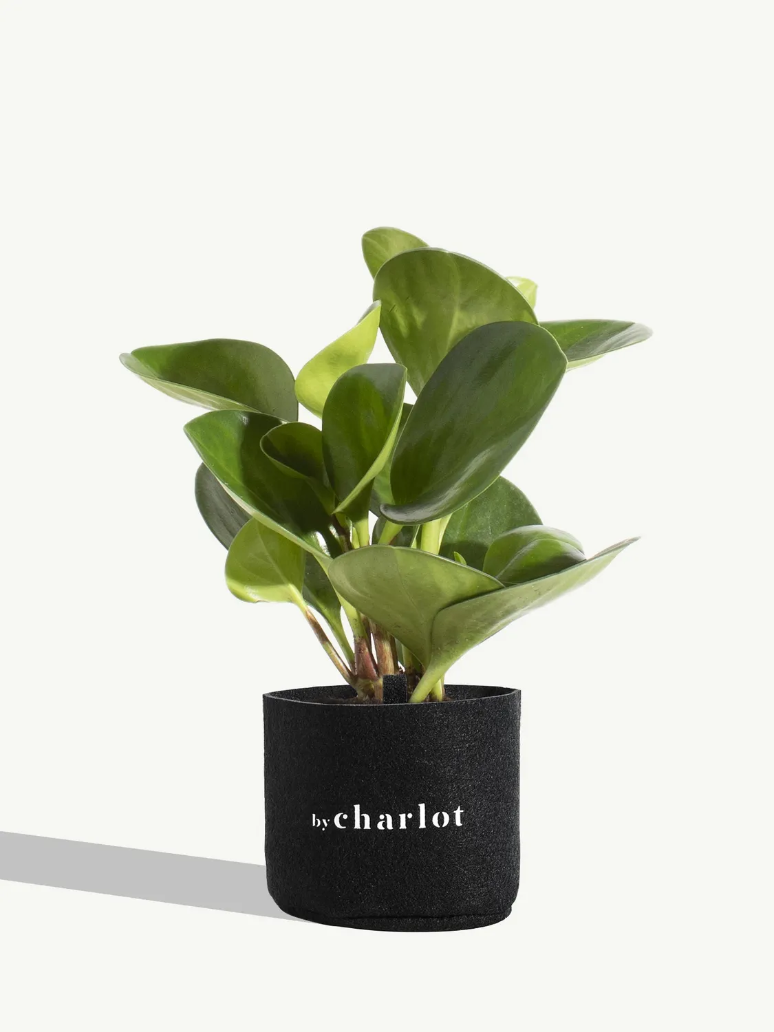 By Charlot Le Généreux peperomia recharge 11-13 cm facile