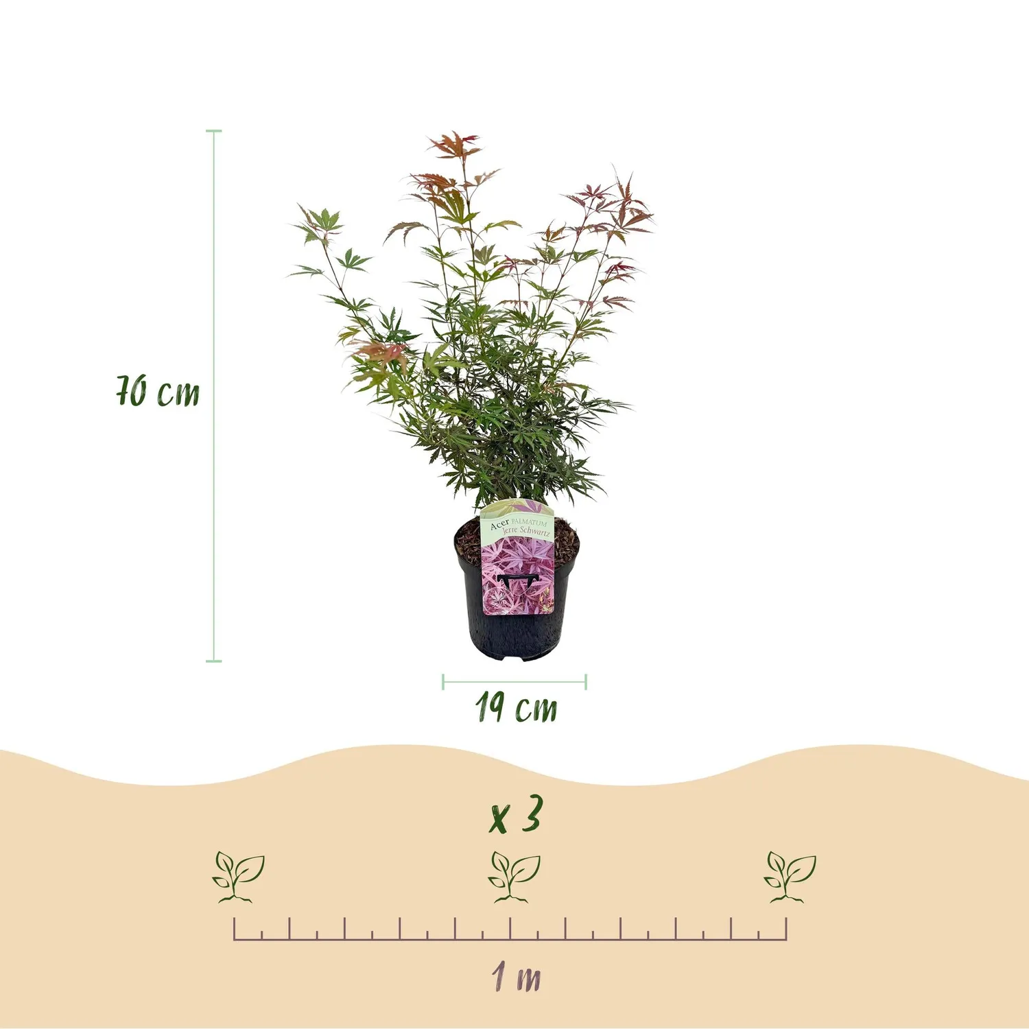 Plant and Stories Érable Japon Jerre Schwartz 70cm pot 19cm 1 plant