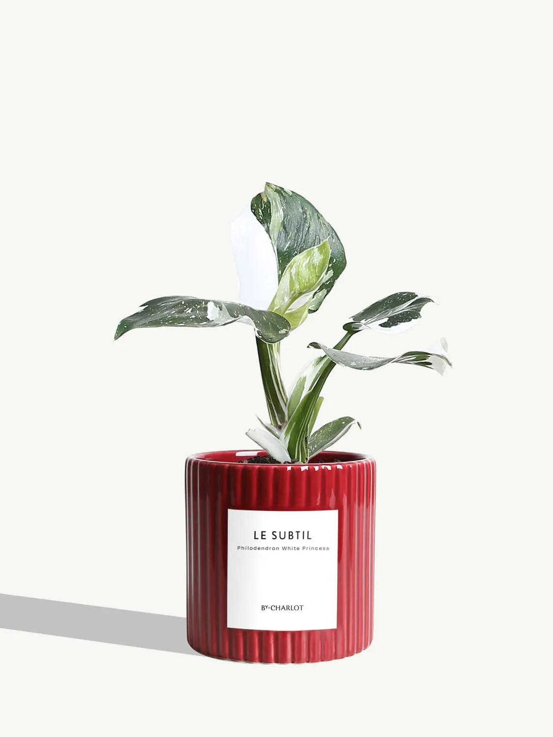 By Charlot Le Subtil Plante Facile Entretien Standard