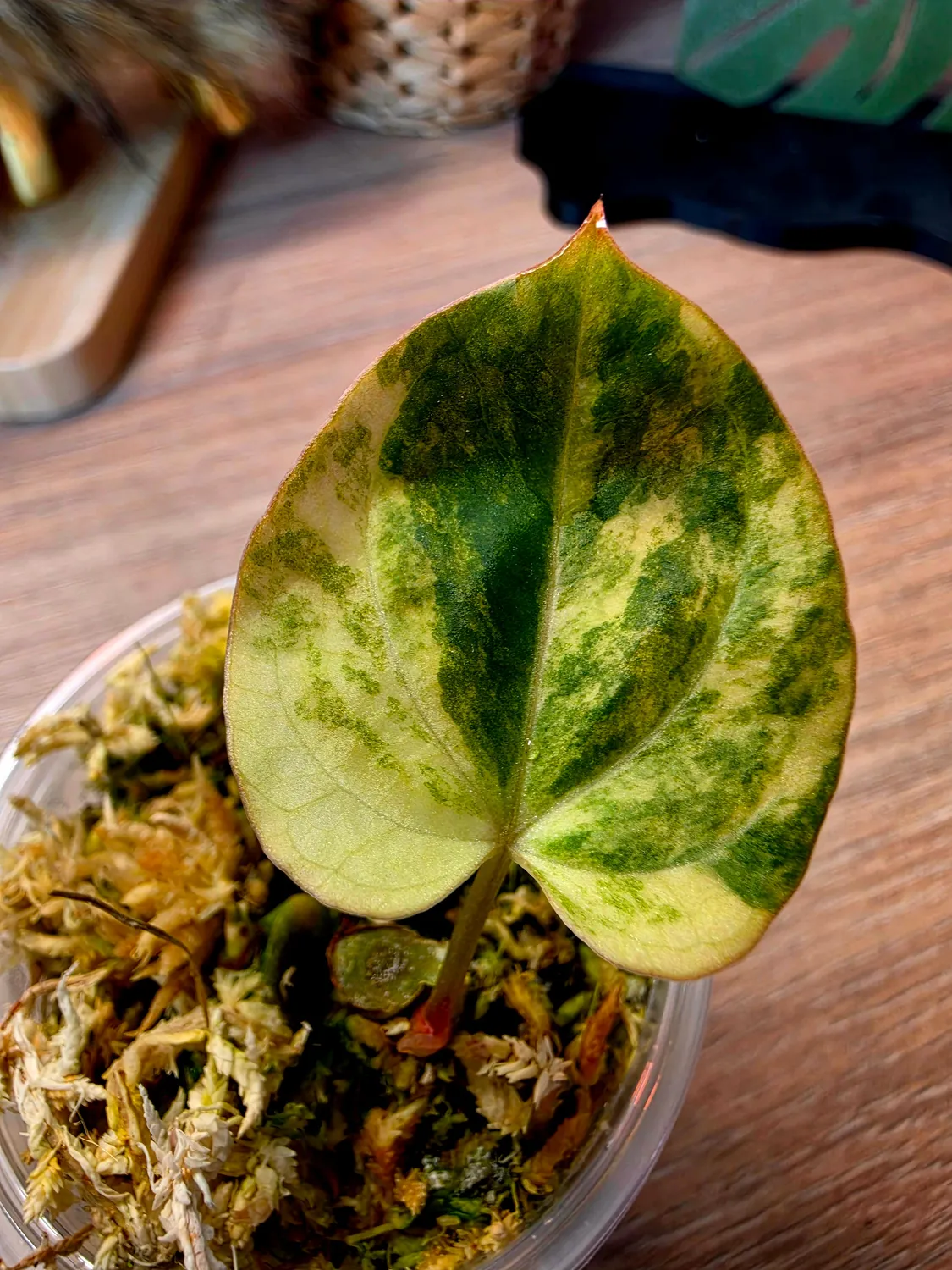 plant.ess Spade Ace of Spades DF anthurium panaché 1 feuille