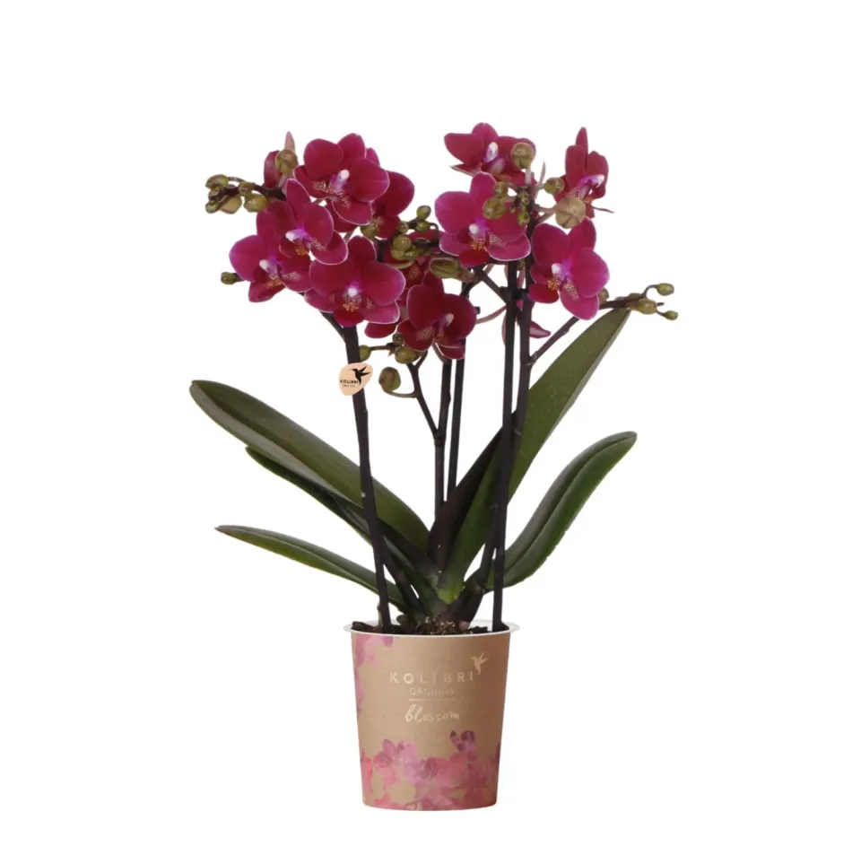 Plant and Stories Flamingo saule crevette panaché pot 19 cm