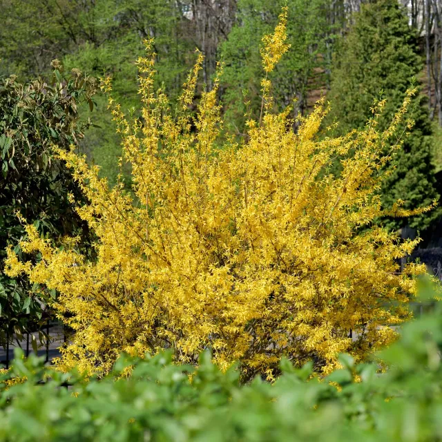 Plant and Stories Forsythia Goldrausch arbuste pot 17 cm jaune